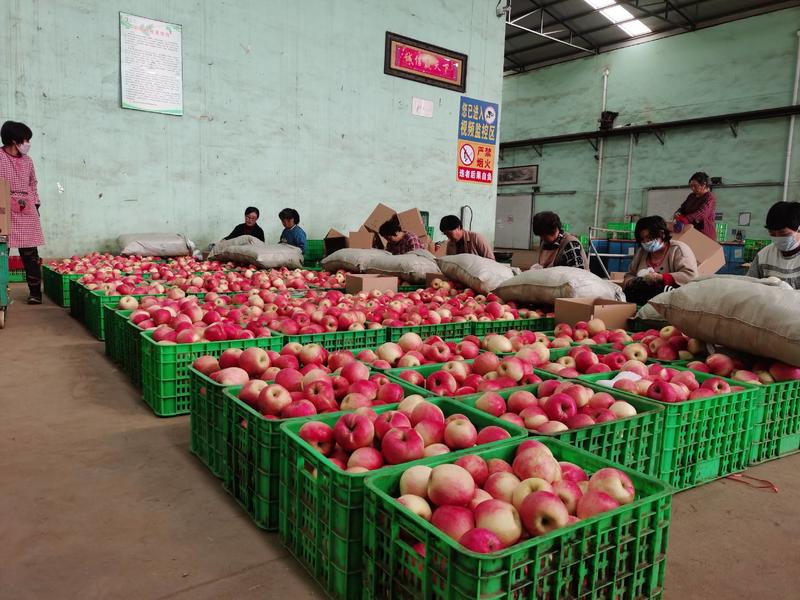 辽宁葫芦岛寒富苹果主产即将大量上市，欢迎各位老板前来订购
