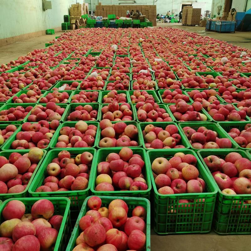 辽宁葫芦岛寒富苹果主产即将大量上市，欢迎各位老板前来订购