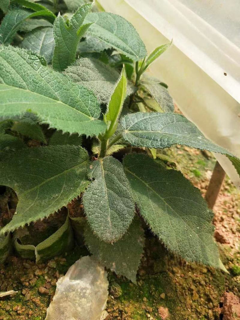 五指毛桃苗