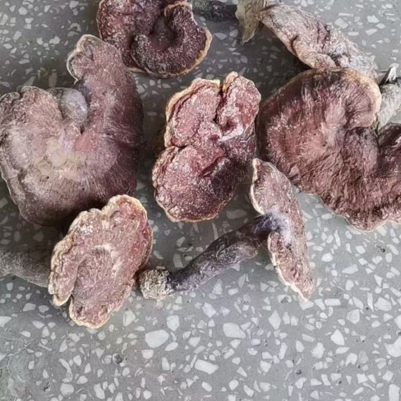 灵芝菌十斤包邮产地发货