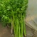 优质芹菜新鲜