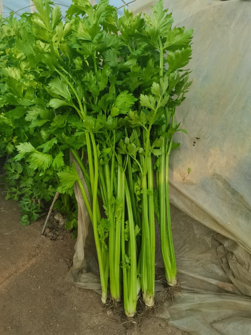 优质芹菜新鲜