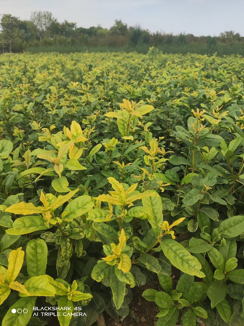日香桂，嫁接日香桂，月月桂，四季桂，嫁接树当年开花，盆景
