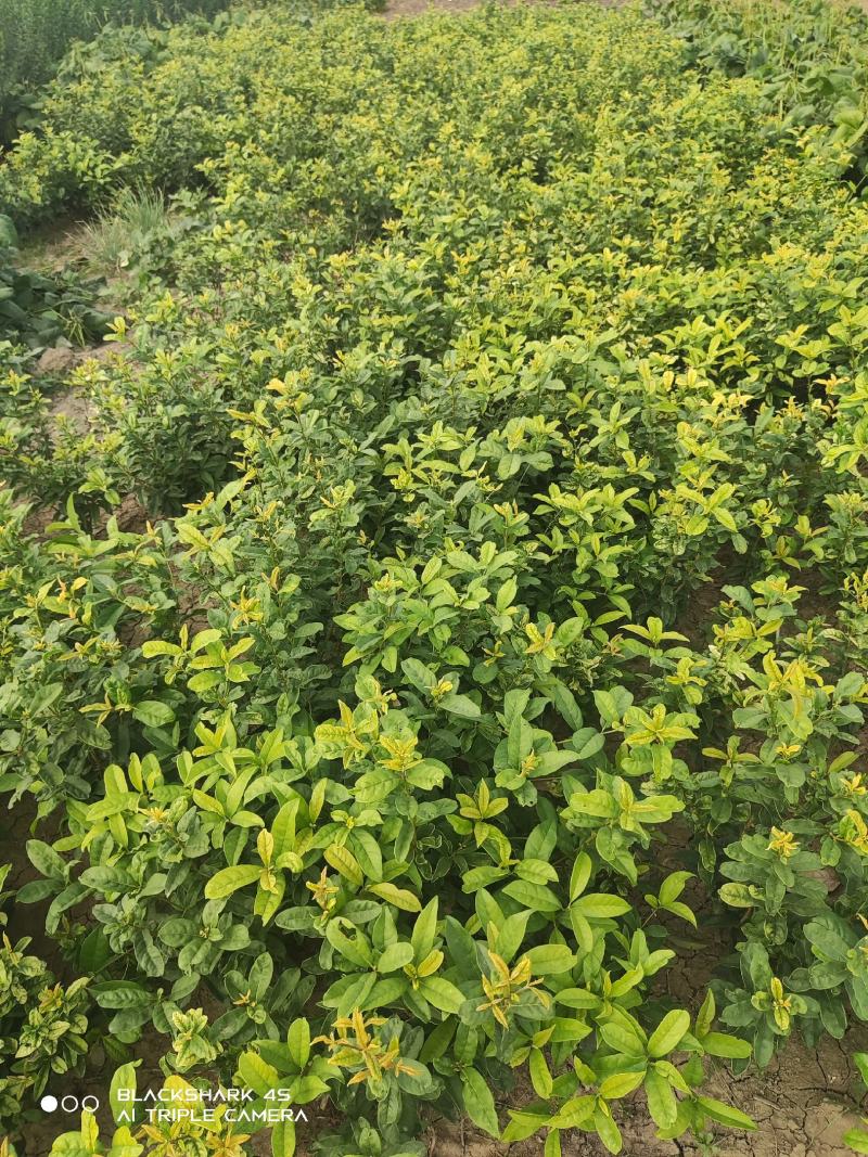 日香桂，嫁接日香桂，月月桂，四季桂，嫁接树当年开花，盆景