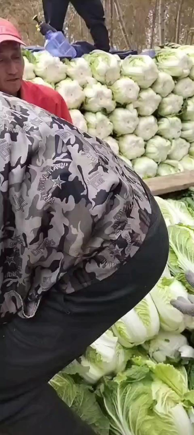 白菜，大萝卜
