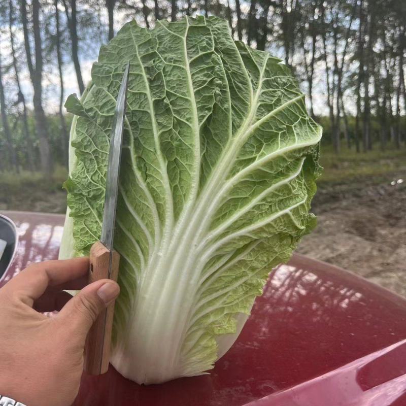 白菜，大萝卜