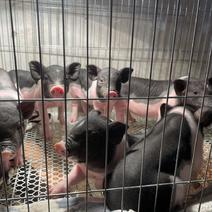 标价泰国小香猪活体幼崽家养纯种宠物猪可爱萌宠网红