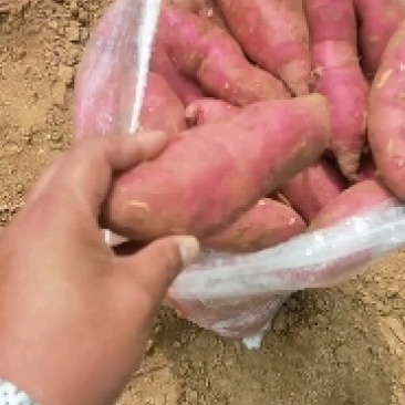 临沂沂蒙山真正大山里的西瓜红