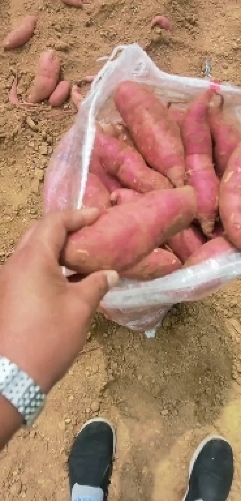 临沂沂蒙山真正大山里的西瓜红