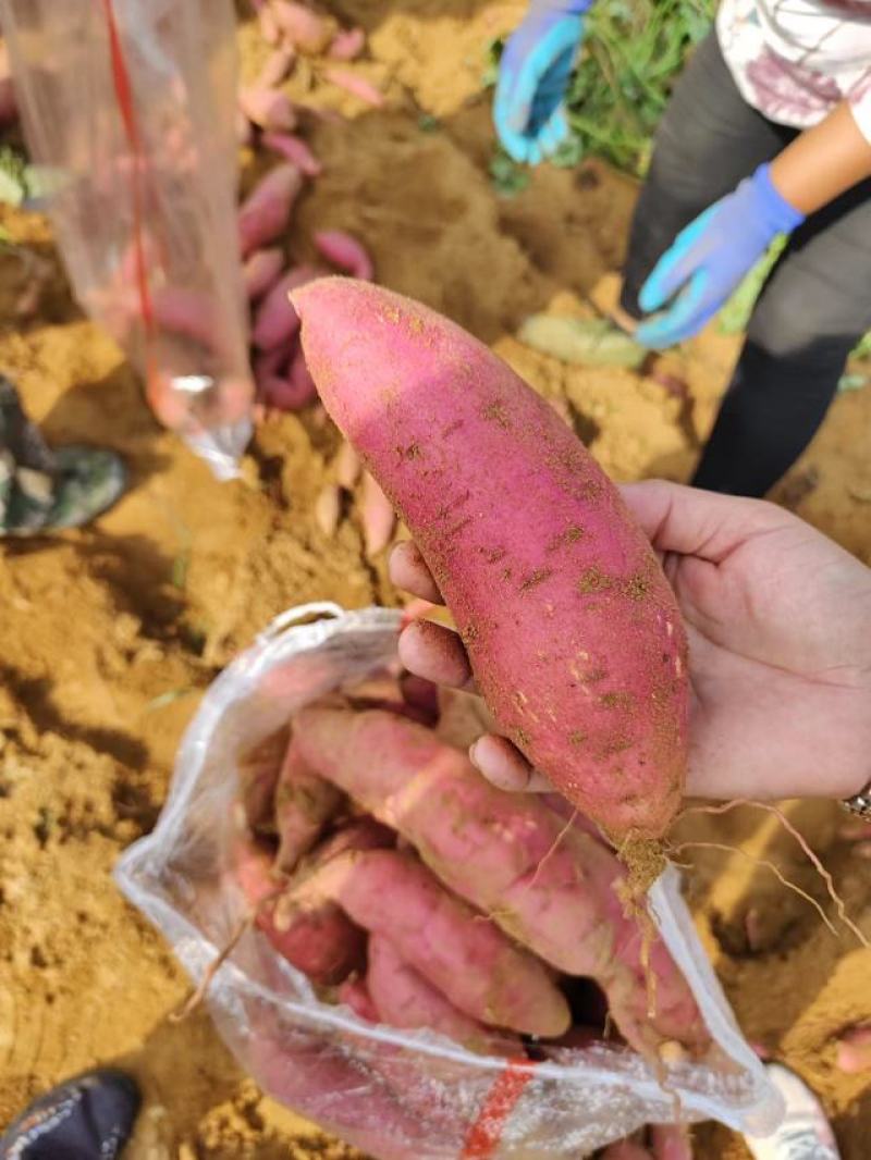 临沂沂蒙山真正大山里的西瓜红
