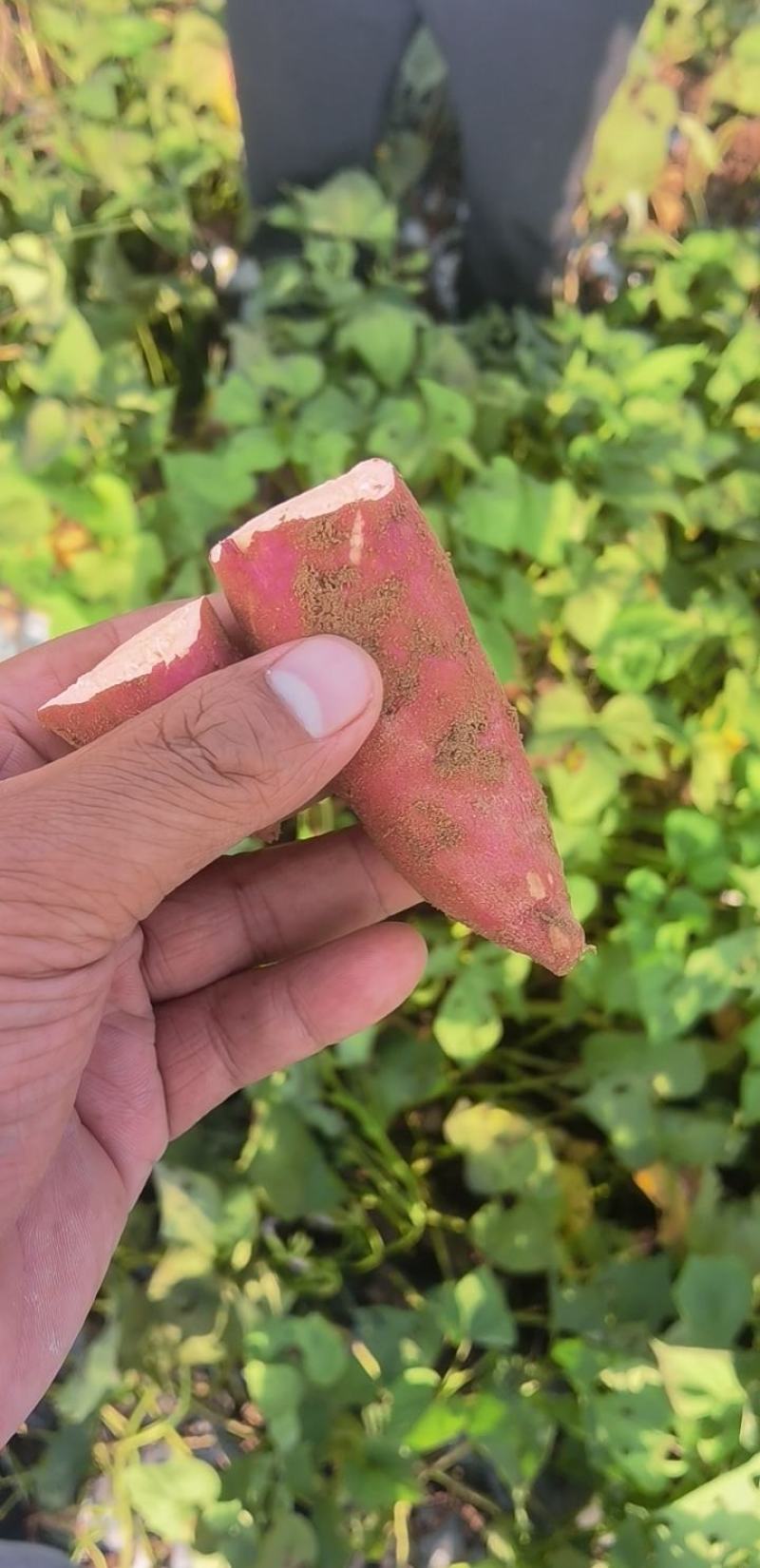 临沂沂蒙山真正大山里的西瓜红
