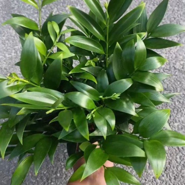 竹柏，兴旺竹，小盆栽，四季常青，基地量大，质量保证