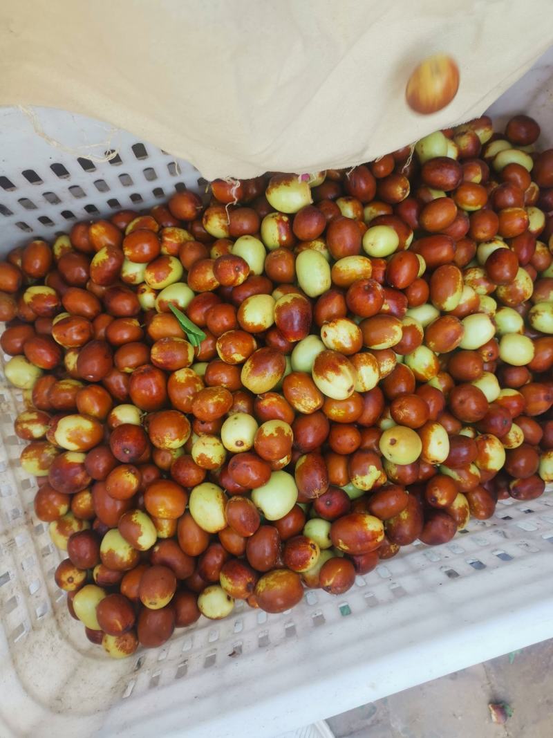 金丝小枣