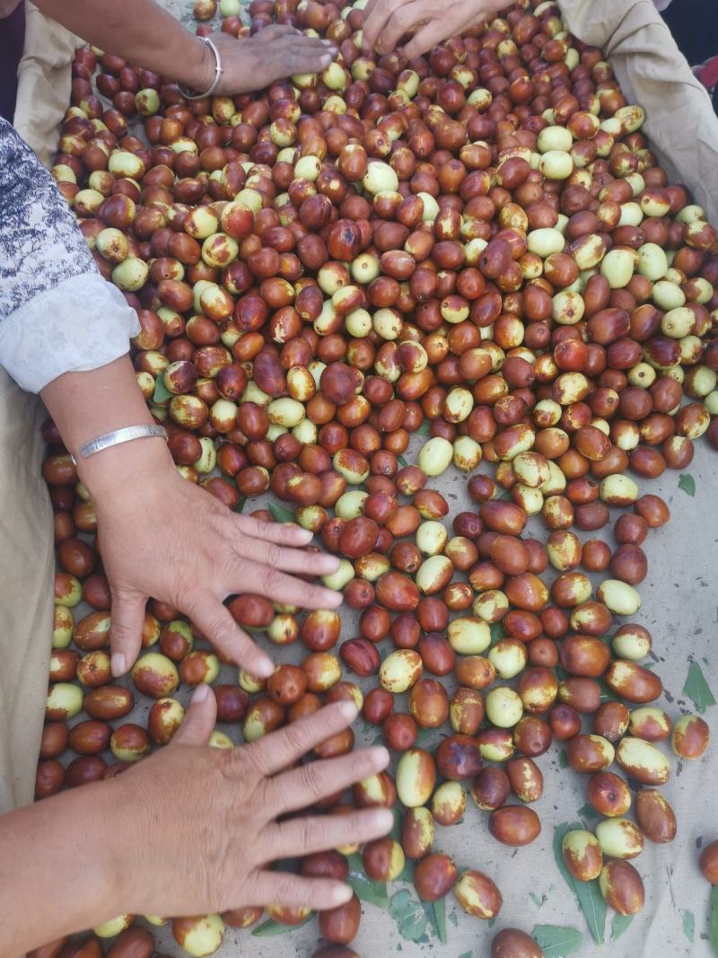 金丝小枣