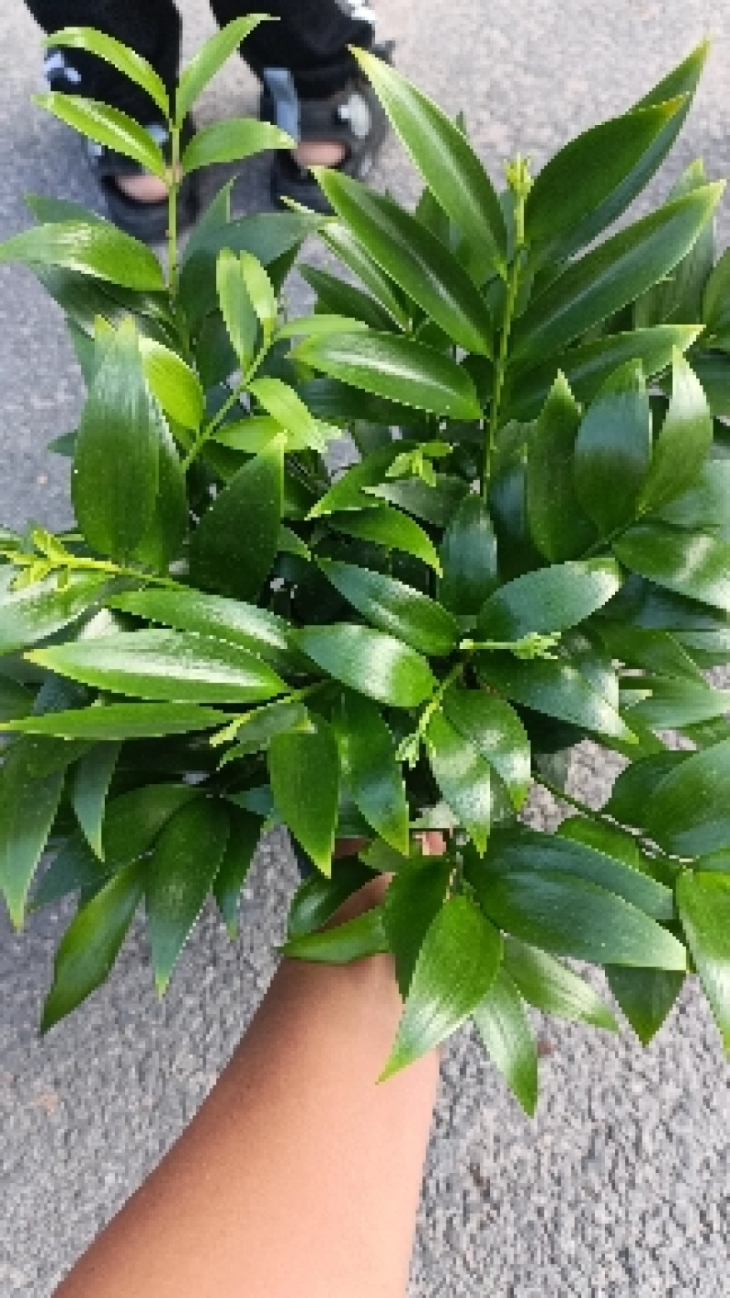 竹柏，兴旺竹，小盆栽，四季常青，基地量大，质量保证