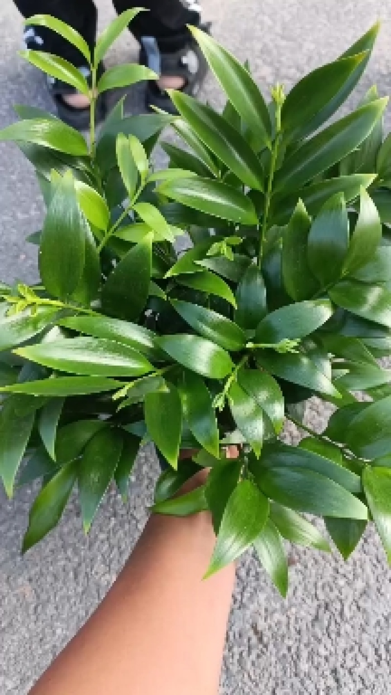 竹柏，兴旺竹，小盆栽，四季常青，基地量大，质量保证