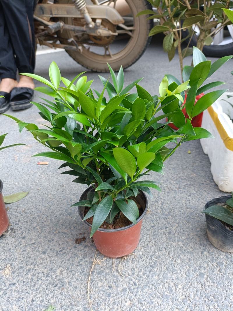 竹柏，兴旺竹，小盆栽，四季常青，基地量大，质量保证