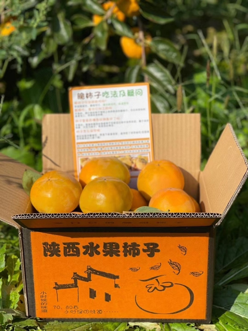 陕西阳丰脆甜柿子脆柿子一件代发电商抖音快手