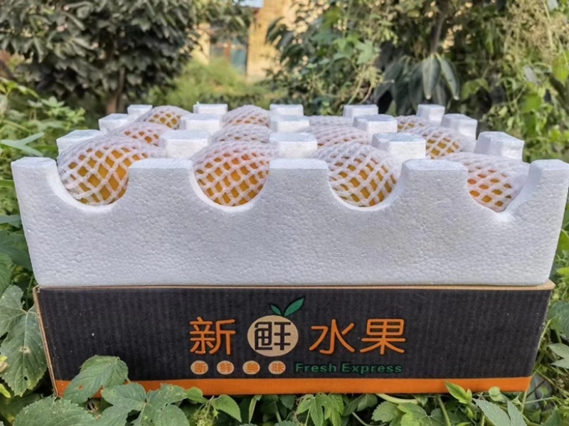 陕西阳丰脆甜柿子脆柿子一件代发电商抖音快手