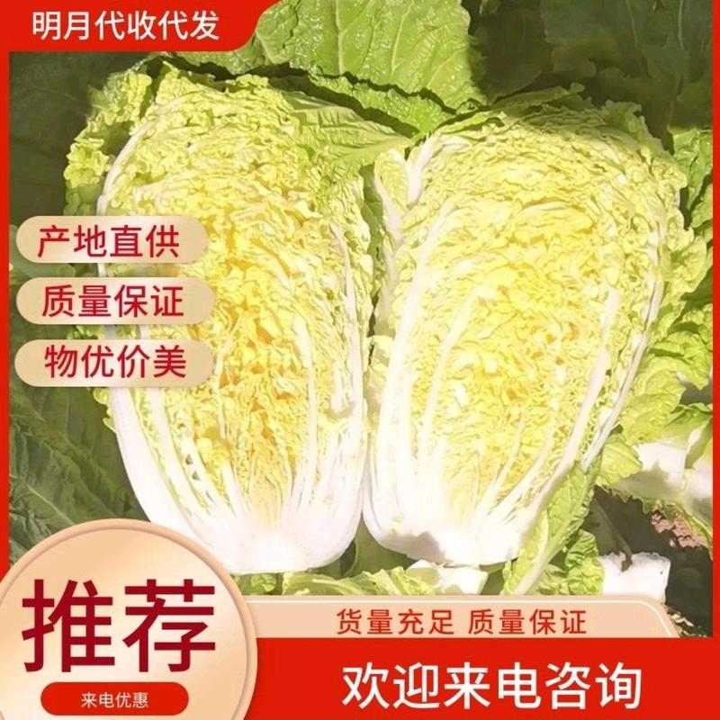 【推荐】锦州白菜黄心大白菜农家自营大量上市品质高诚信沟通