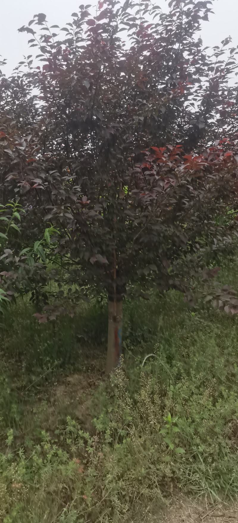 榆叶梅