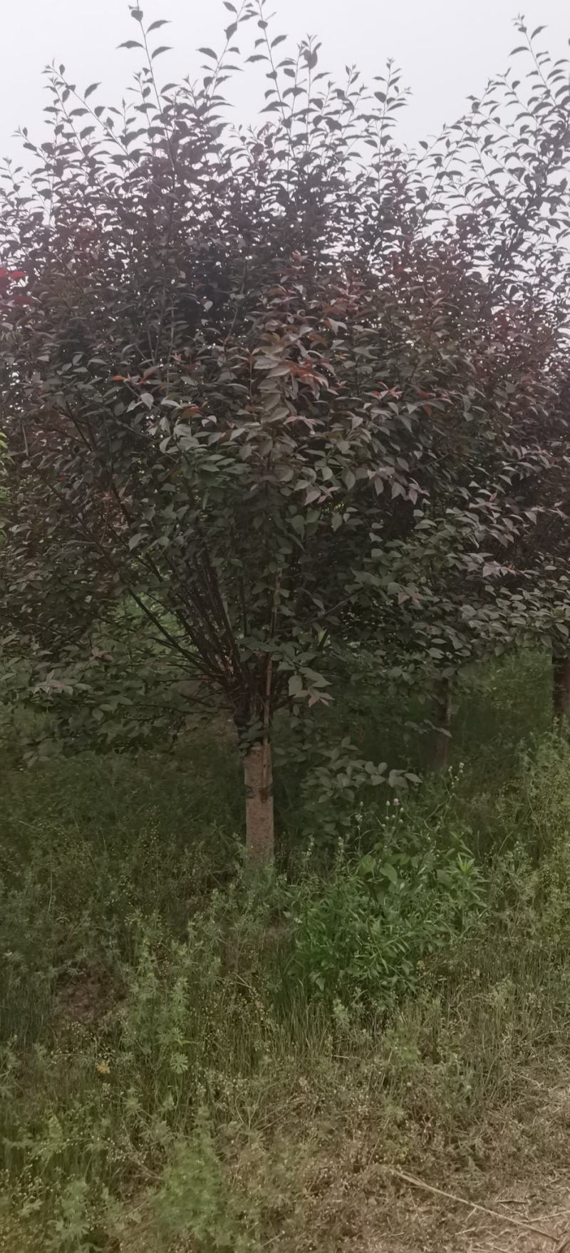 榆叶梅