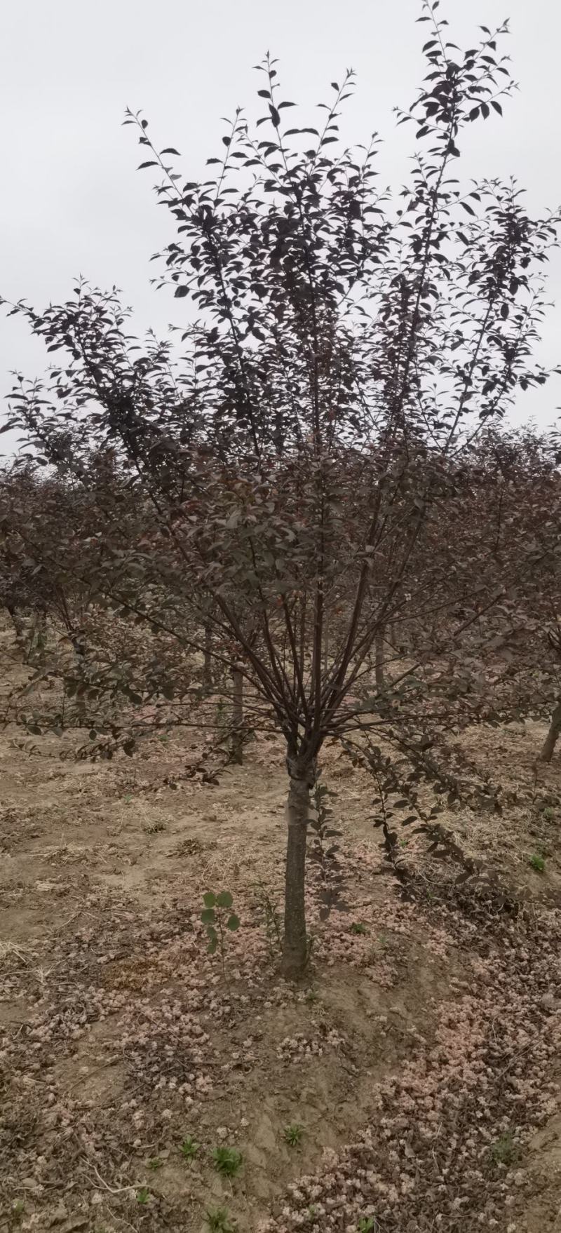 榆叶梅