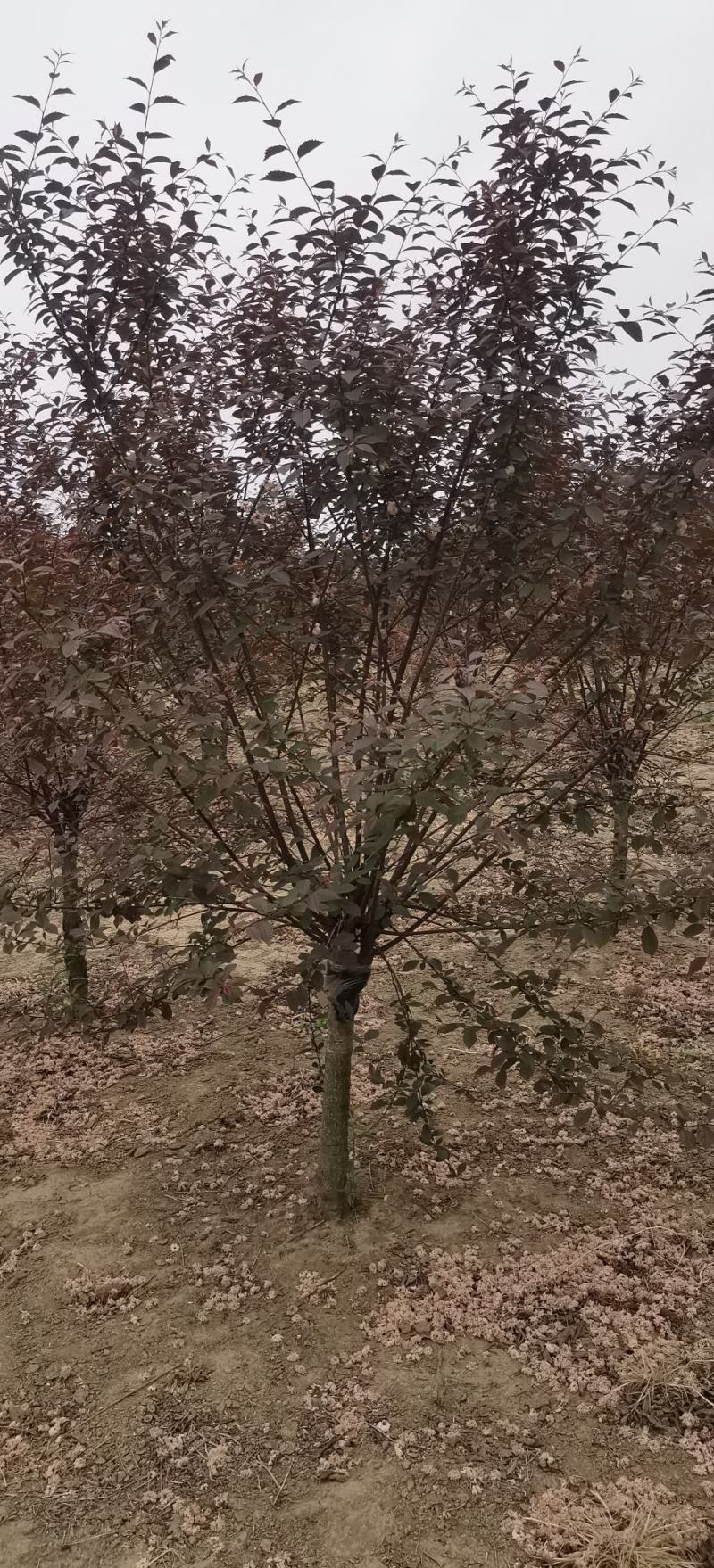 榆叶梅