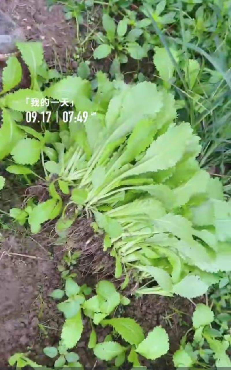 儿菜苗，品种品质保证，大儿小儿穴盘苗/地苗均有