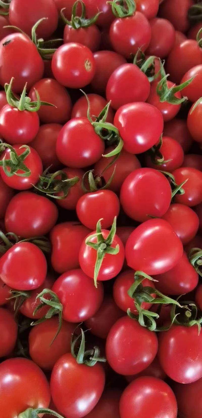 千禧红色圣女果各类小西红柿一手货源视频看货