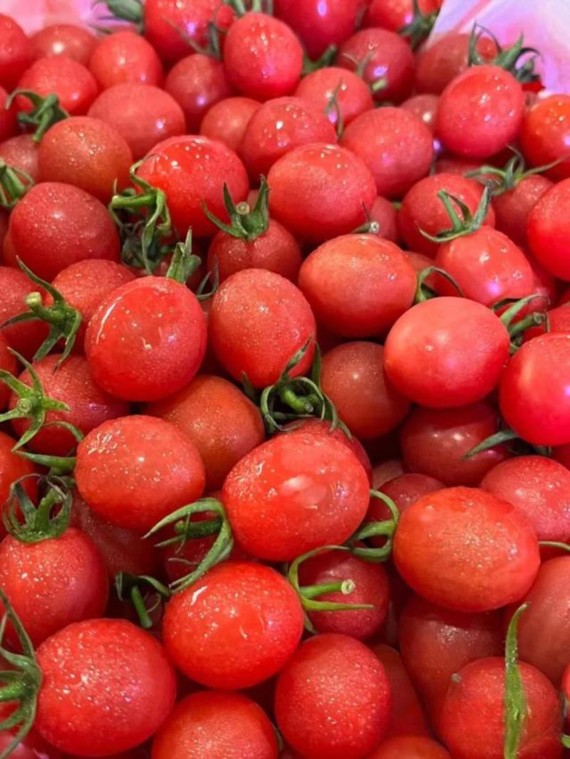 千禧红色圣女果各类小西红柿一手货源视频看货