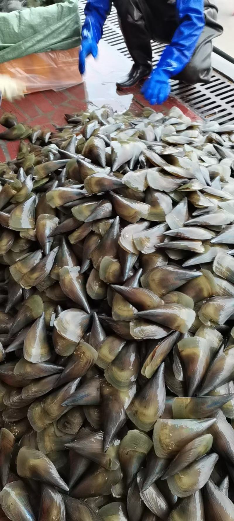 带子螺，超级肥美，全国发货，，，，，，，，，，