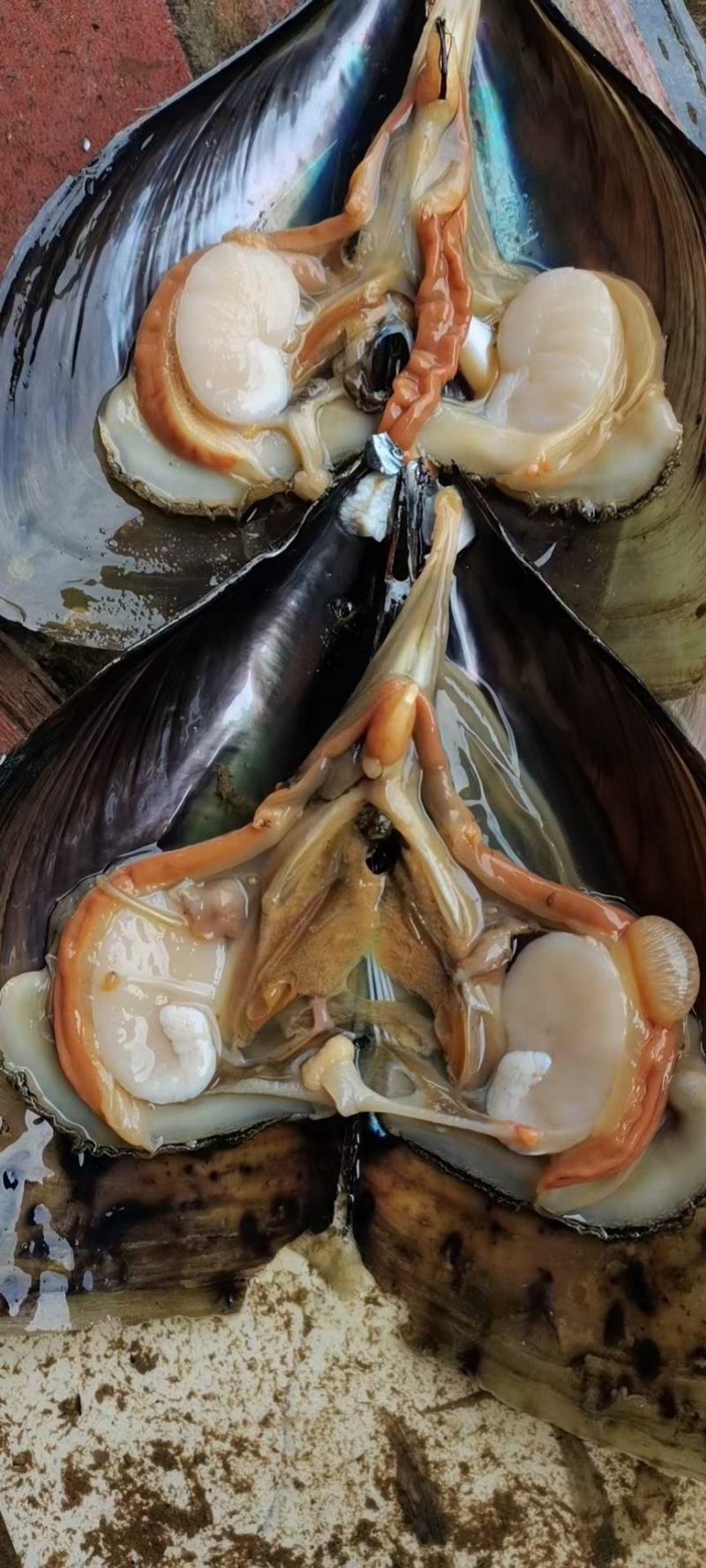 带子螺，超级肥美，全国发货，，，，，，，，，，