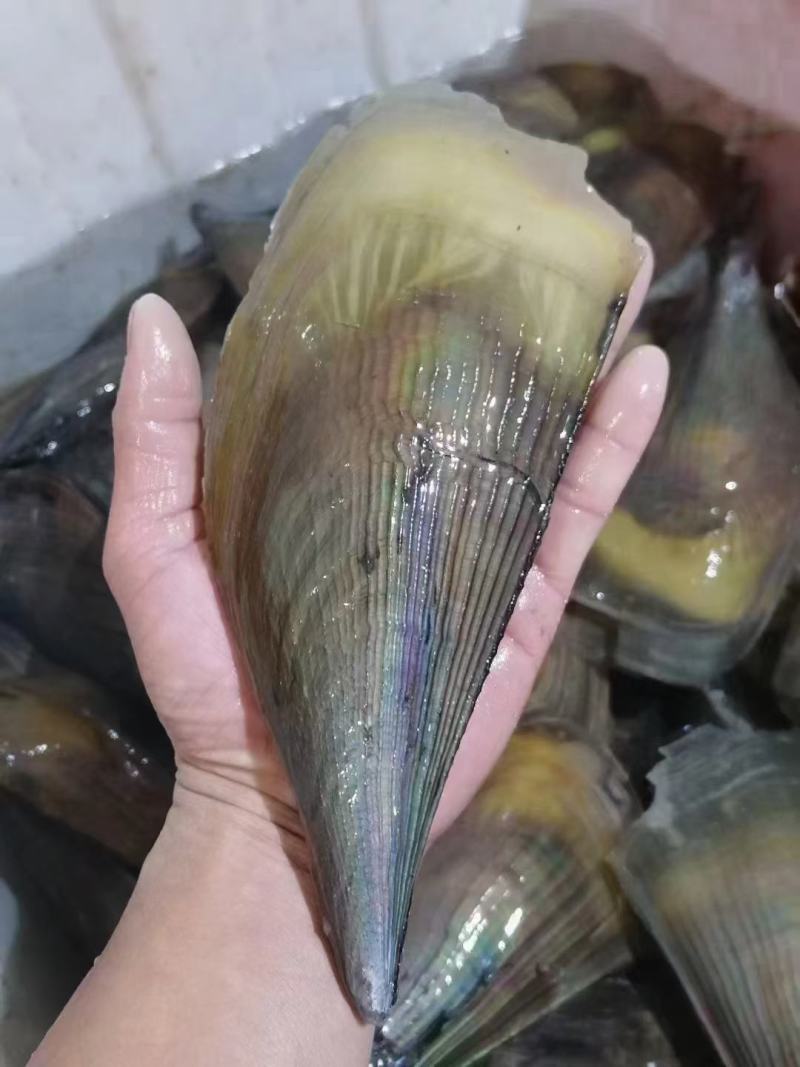 带子螺，超级肥美，全国发货，，，，，，，，，，