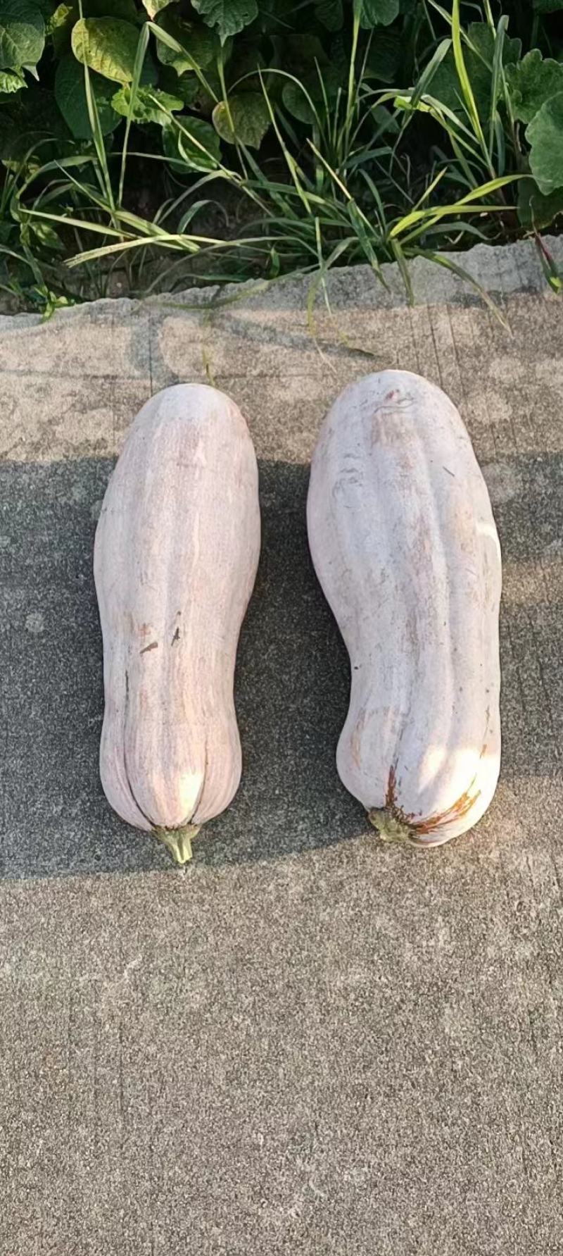 蜜本南瓜，6斤起步，口味甘甜，欢迎各位老板前来采购。