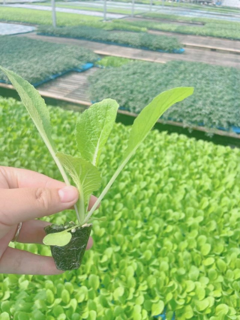 大白菜苗黄芯白菜苗4-6斤吉锦今锦白菜苗根系发达