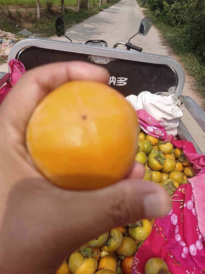阳丰甜柿