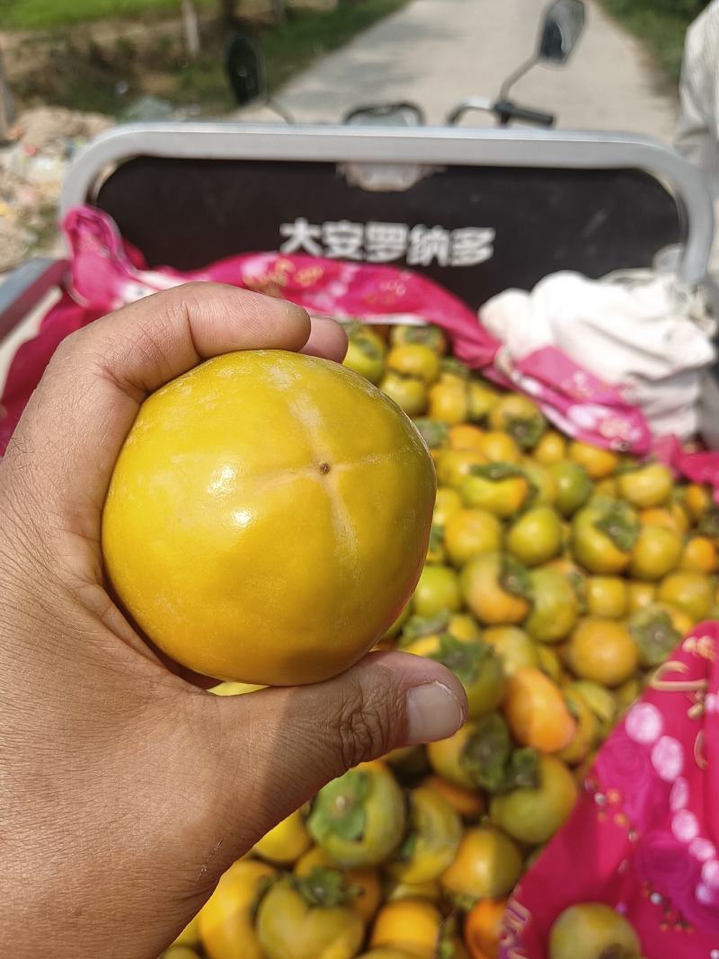 阳丰甜柿