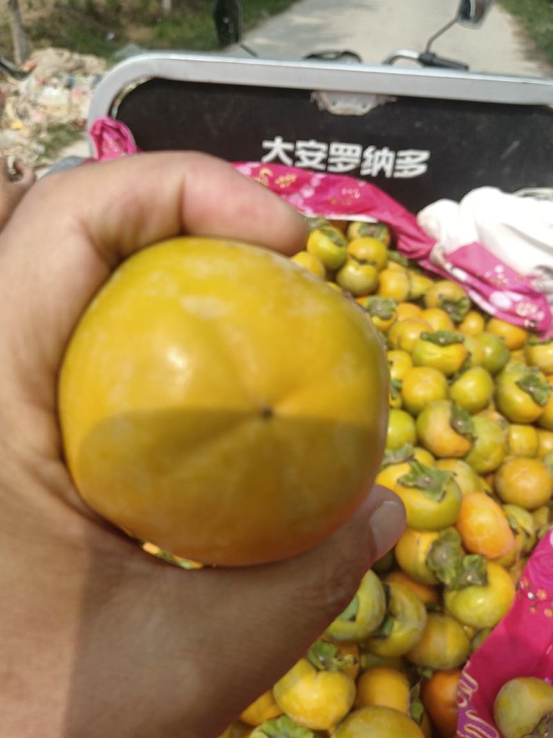阳丰甜柿