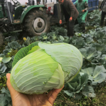优质扁包菜甘蓝包菜墨玉货源充足量大从优来电优惠诚信经营