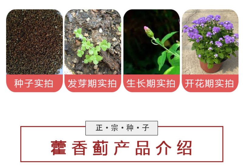 藿香蓟种子四季易种室外庭院阳台易活花卉多年生耐寒
