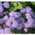 藿香蓟种子四季易种室外庭院阳台易活花卉多年生耐寒