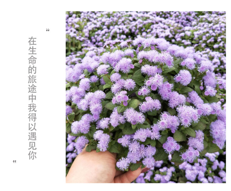 藿香蓟种子四季易种室外庭院阳台易活花卉多年生耐寒
