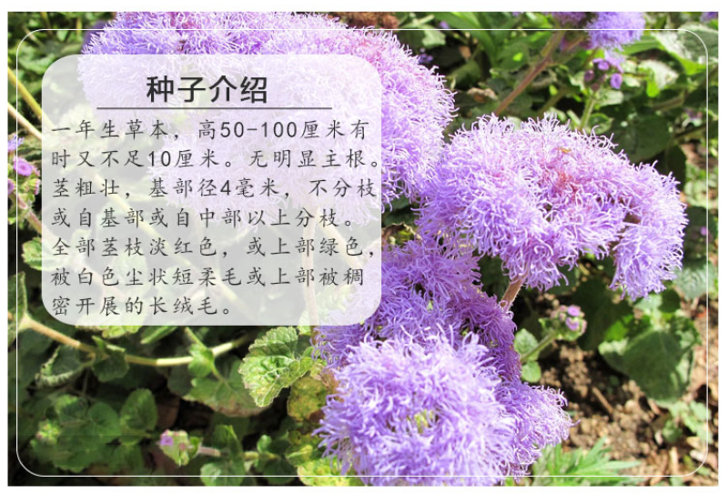 藿香蓟种子四季易种室外庭院阳台易活花卉多年生耐寒