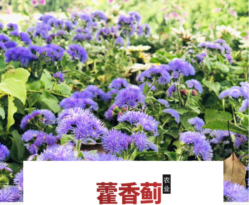 藿香蓟种子四季易种室外庭院阳台易活花卉多年生耐寒