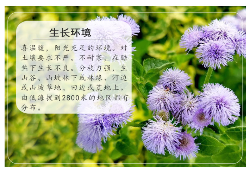 藿香蓟种子四季易种室外庭院阳台易活花卉多年生耐寒