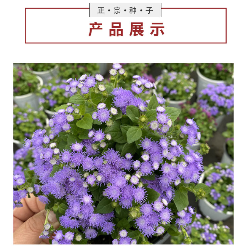 藿香蓟种子四季易种室外庭院阳台易活花卉多年生耐寒