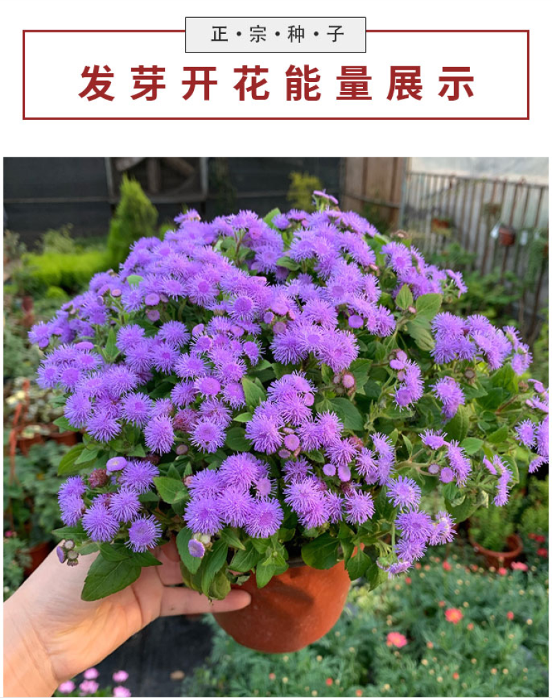 藿香蓟种子四季易种室外庭院阳台易活花卉多年生耐寒