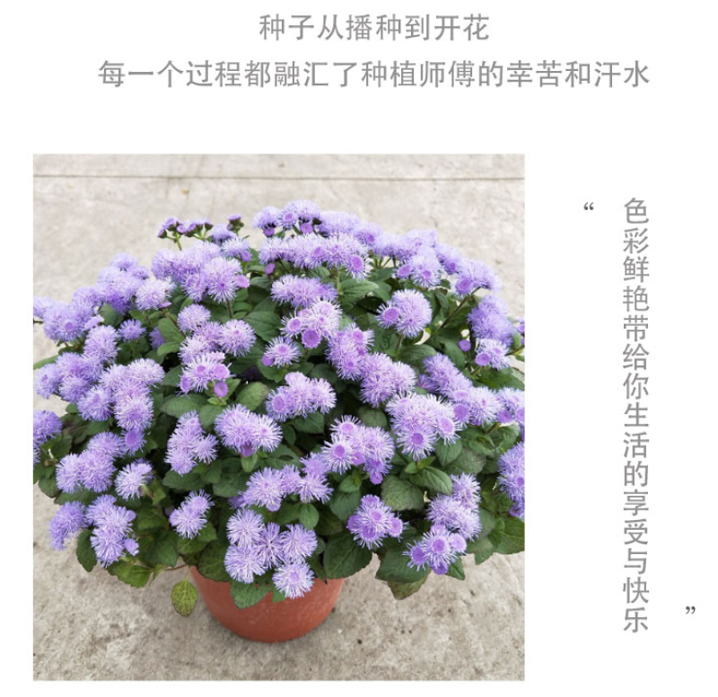 藿香蓟种子四季易种室外庭院阳台易活花卉多年生耐寒