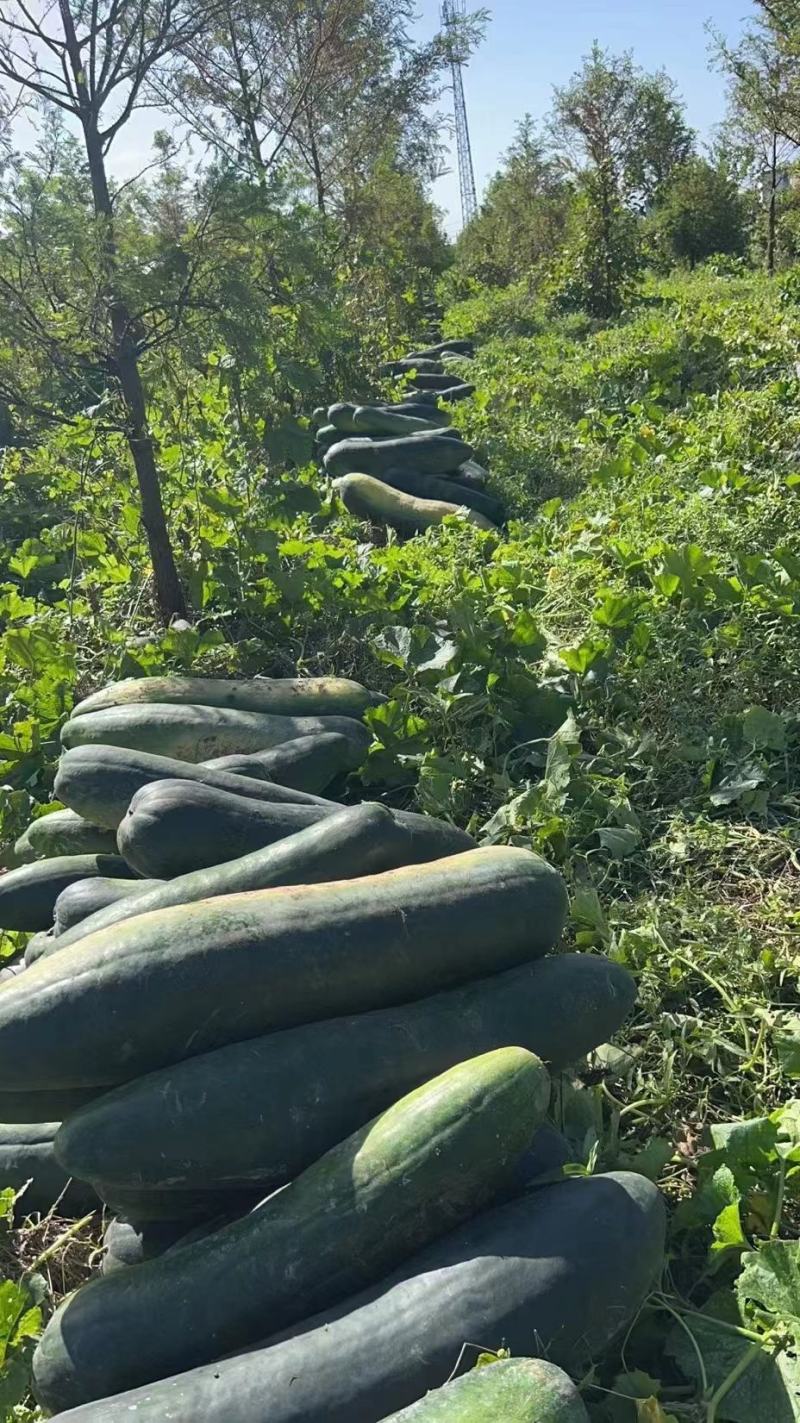 江苏盐城黑皮冬瓜地冬瓜大量上市，欢迎老板前来考察